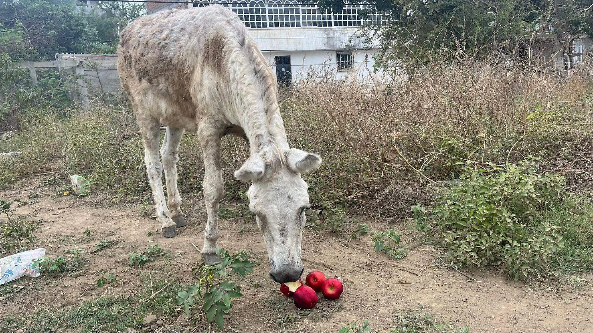 burros acapulco1